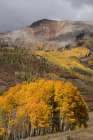 USA-Colorado-Uncompahgre National Forest Autumn forest and mountain Art Print